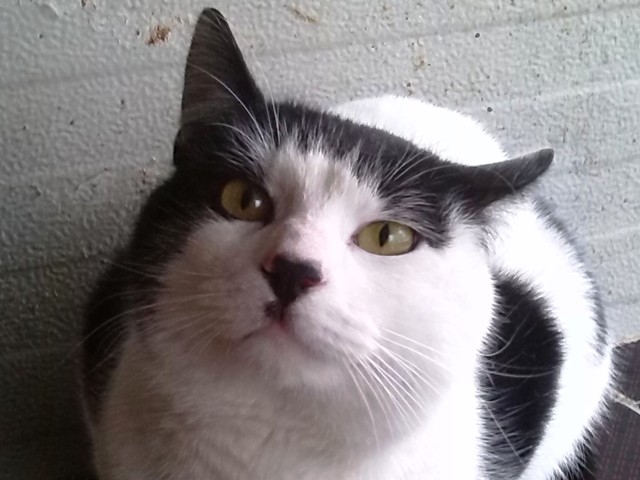 Felix
