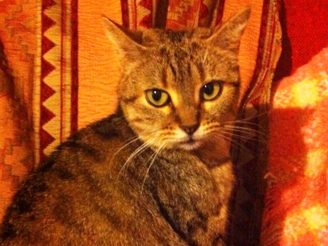 Sofi