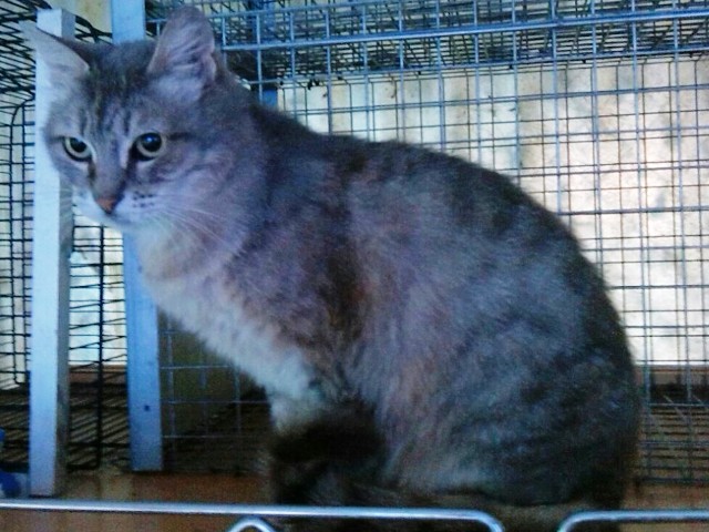 Una gatta in cerca di cuccia