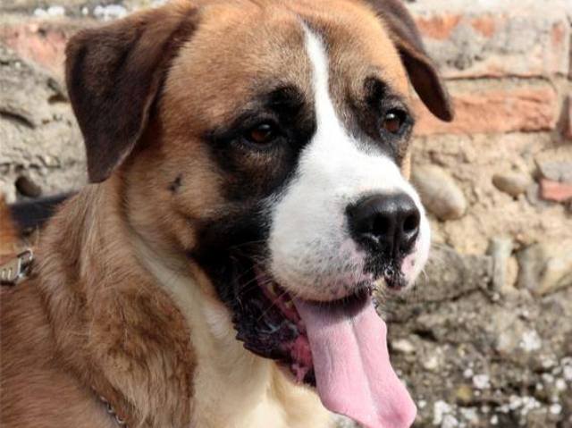 'Un cane per amico': nuova partnership per la rubrica #cercocuccia … – gonews