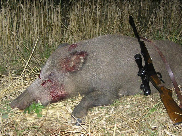 Video Caccia Al Cinghiale Con Balestra