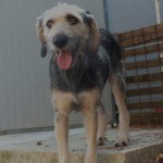 bruma_cercocuccia