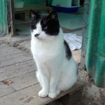 gatto_cercocuccia