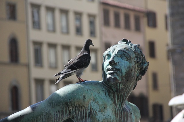 Guano di piccione in piazza Santa Maria Novella, intervento ... - gonews