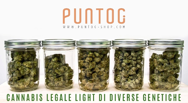 Selezioni di infiorescenze di Cannabis Light in vendita on line sul sito di PuntoG 