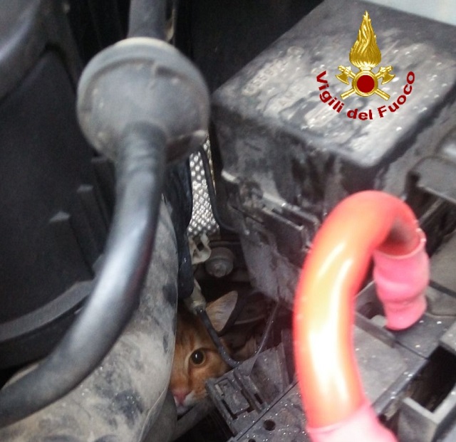 gatto_intrappolato_vigili_fuoco (1)