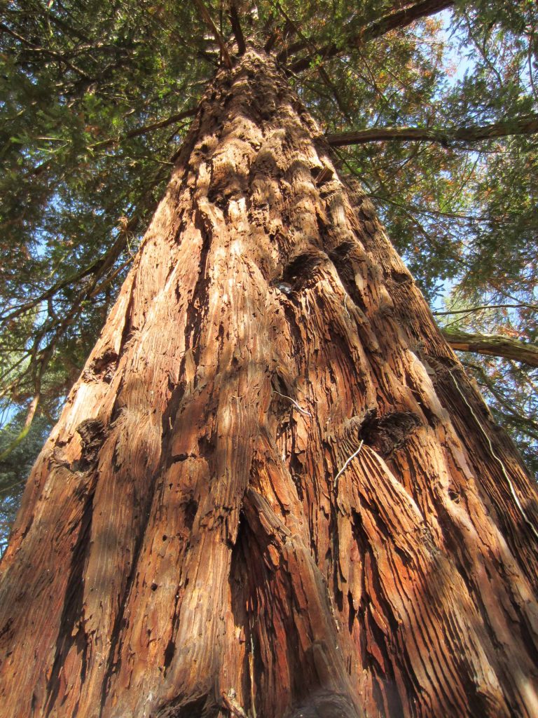 sequoia