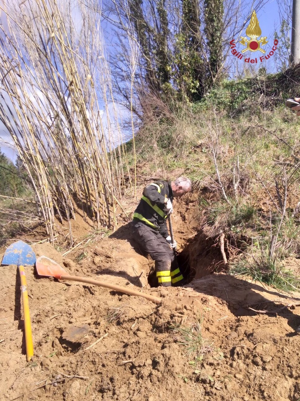 cane_bassotto_salvato_vicopisano_1