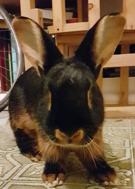 coniglio_scomparso_cerreto_guidi_billeri_maurizio_2018_08_14_