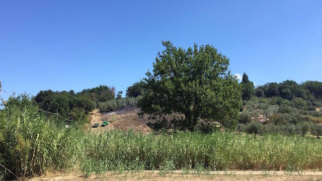 incendio_oliveto_montelupo_fiorentino_2018_08_16_2