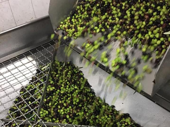 frantoio_sanminiatese_1