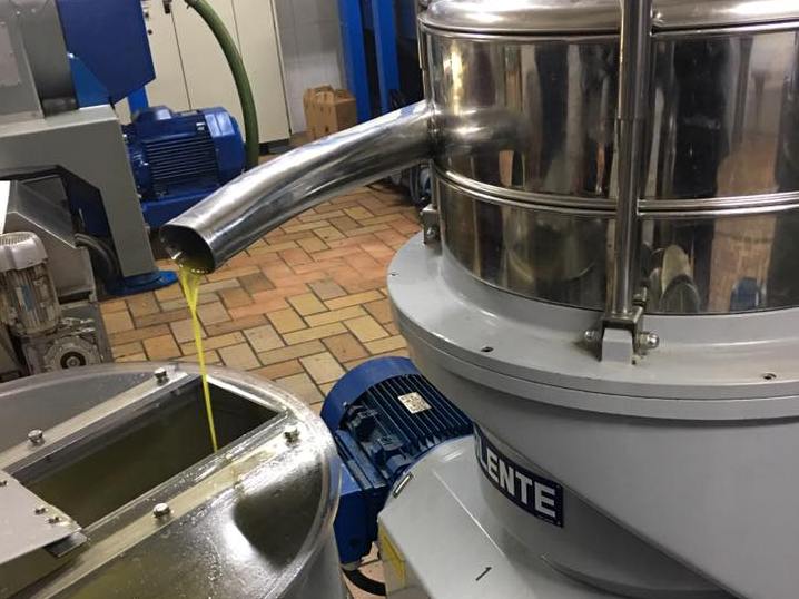 frantoio_sanminiatese_2