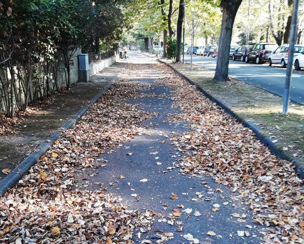 servizio di raccolta foglie