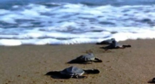 Le Tartarughe Caretta Caretta Scelgono La Toscana Per