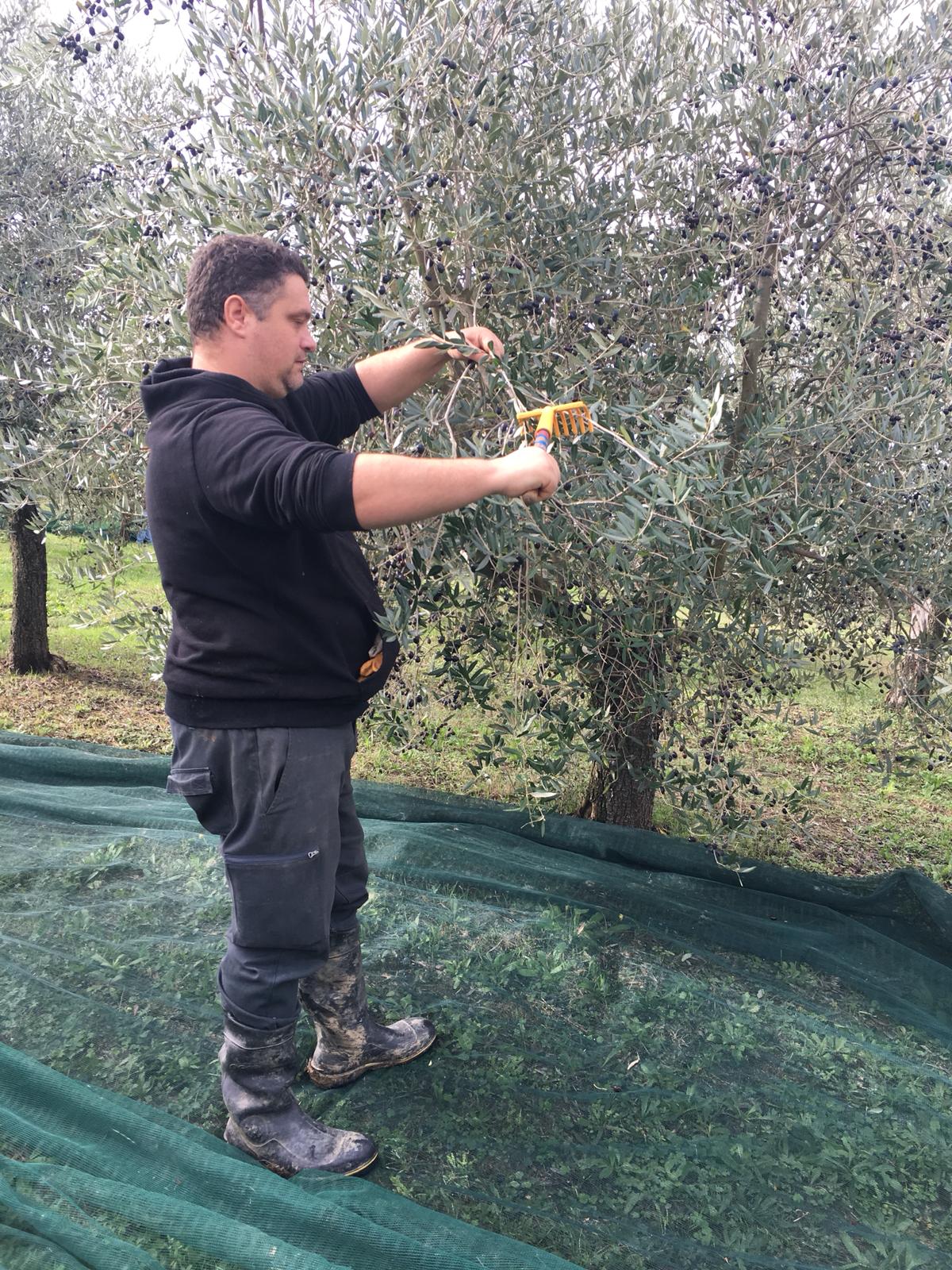 Ortolani Coraggiosi_raccolta olive