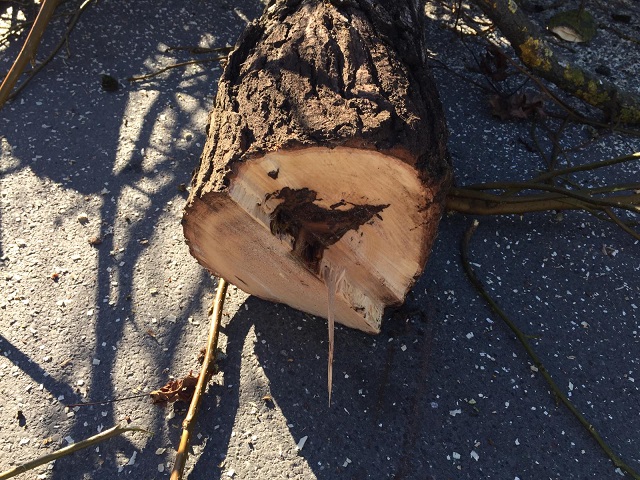 Alcune piante rimosse in via Tea e Via Pacchi erano malate