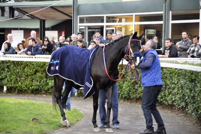 Laghat, il cavallo da corsa cieco