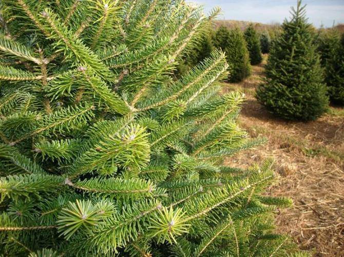 albero natale vero o finto