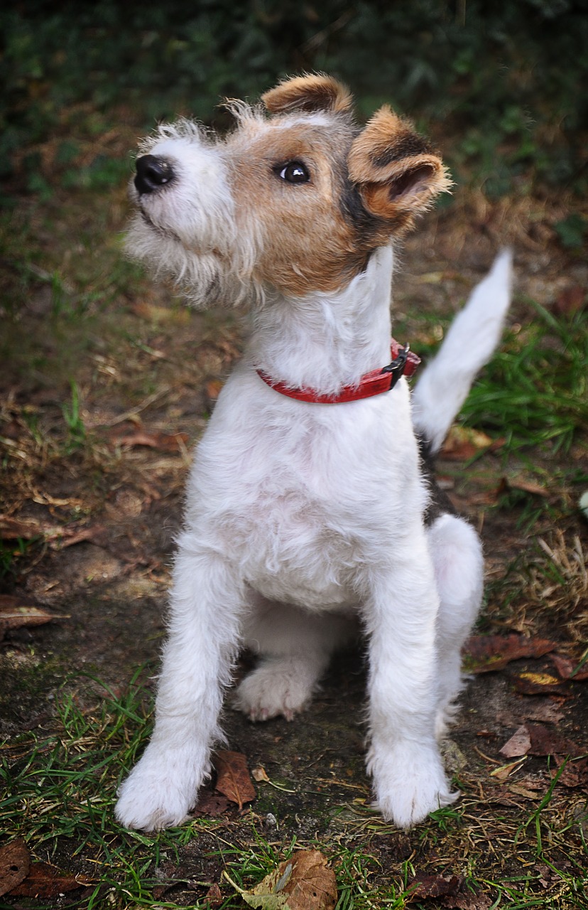 fox terrier iv san bernard