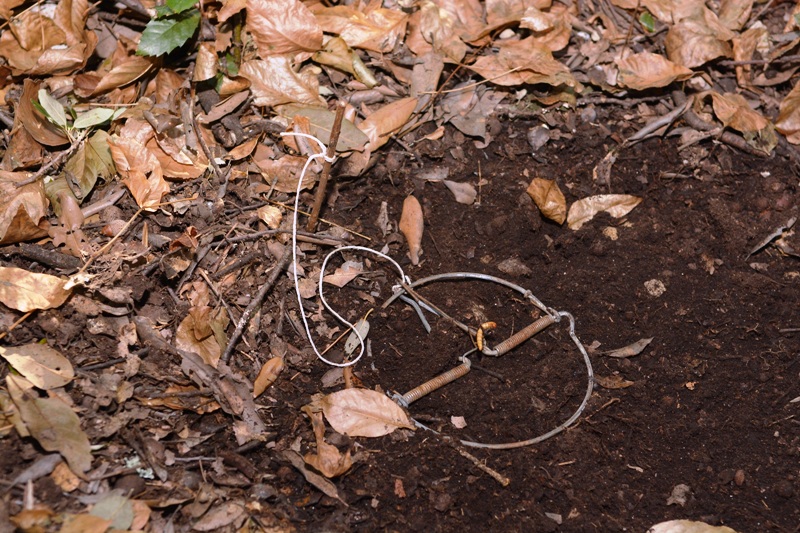 Laccio trovato in una zona di campagna nel Comune di Calenzano