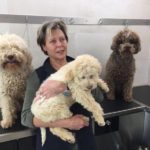 prodotti cane iv san bernard toeletta cani empoli