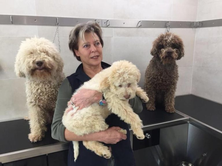 prodotti cane iv san bernard toeletta cani empoli