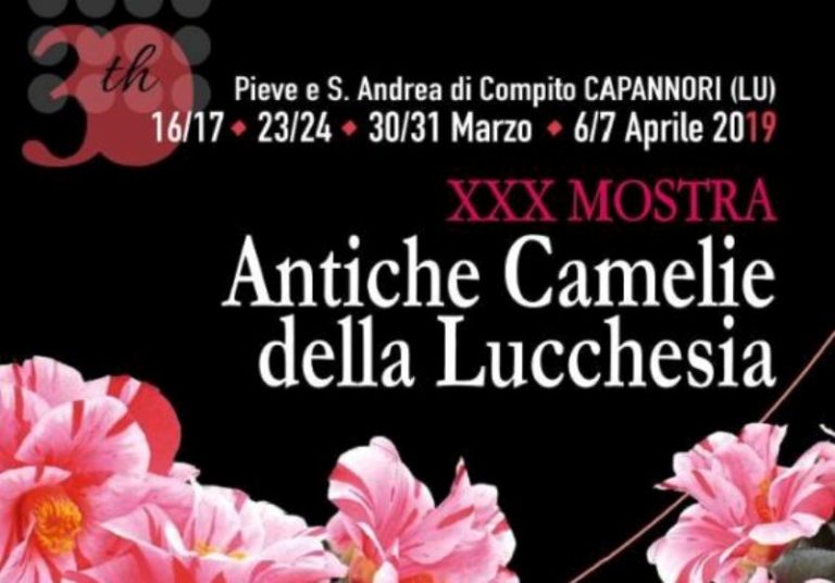 XXX Mostra Antiche Camelie della Lucchesia,