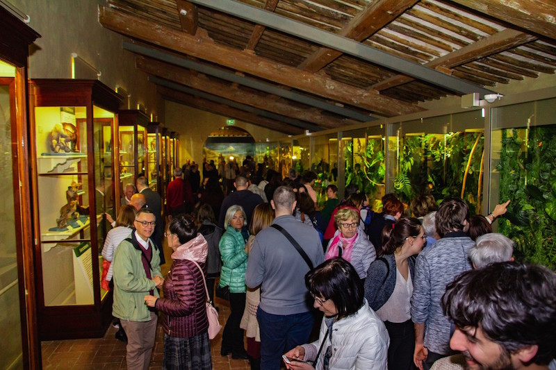 calci_universita_pisa_galleria_primati_museo_storia_naturale_2019_04_19