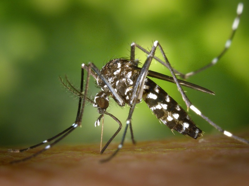 Zanzare, infezioni e malattie: il punto sulle precauzioni