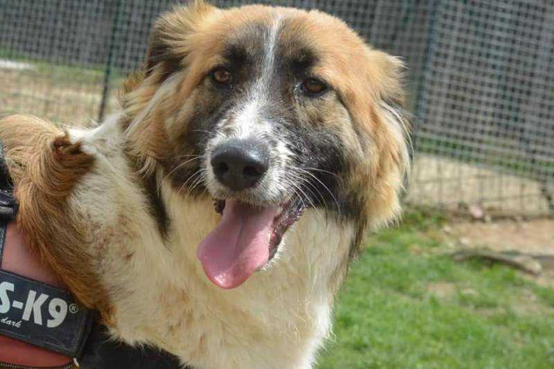 Biry_Cercocuccia_2019__1