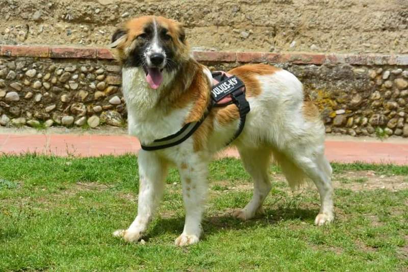 Biry_Cercocuccia_2019__2