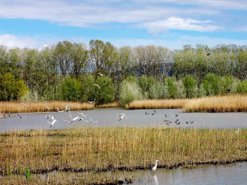 Riserva Naturale Padule di Fucecchio (foto Alessio Bartolini)