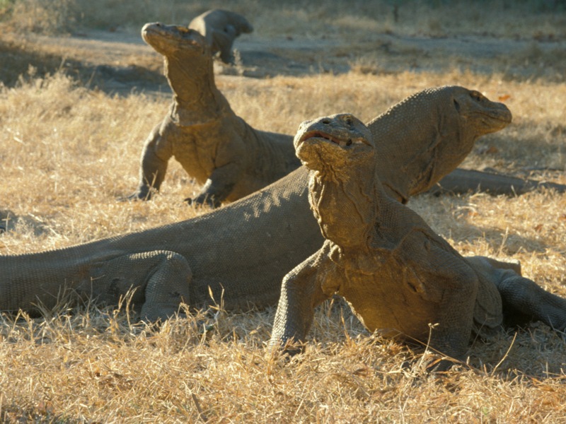 Drago di Komodo