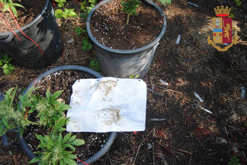 empoli_piantagione_marijuana_ponzano_2019_07_30___4