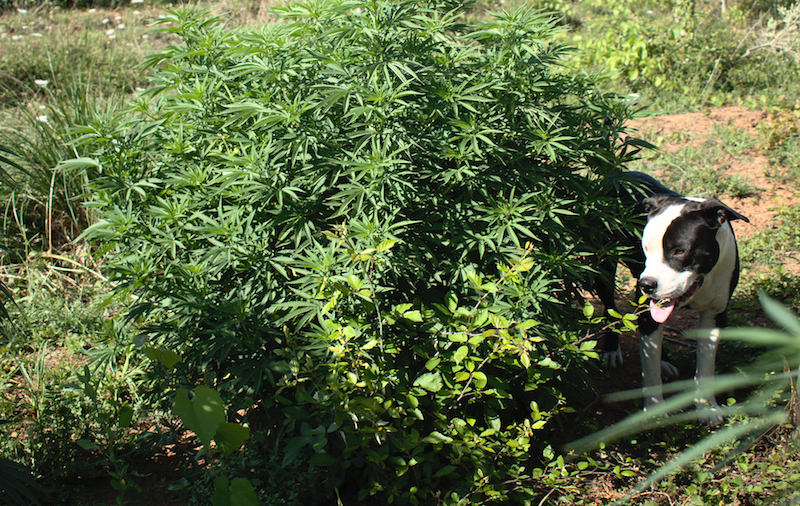 mattia giorgi piantagione canapa piombino_1