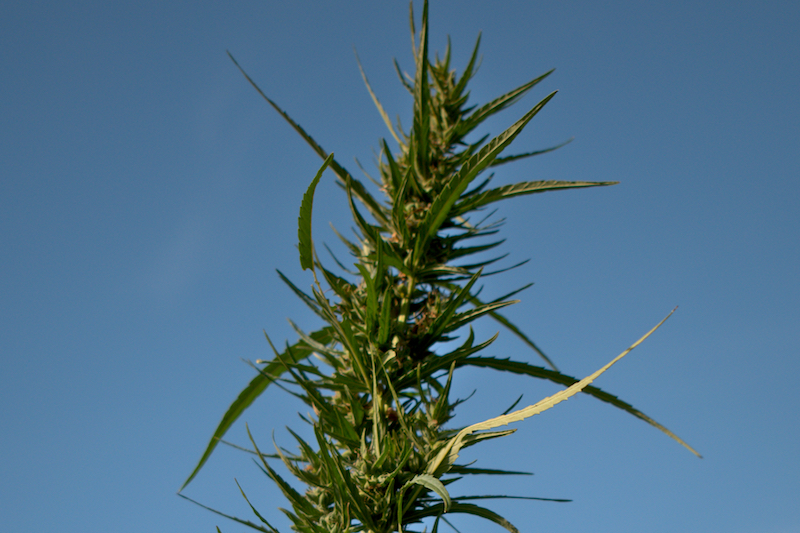 mattia giorgi piantagione canapa piombino_10
