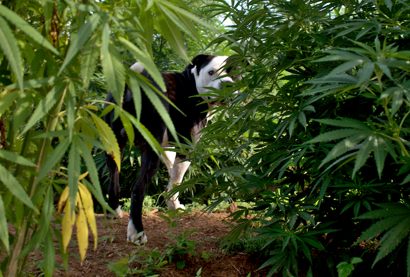 mattia giorgi piantagione canapa piombino_13