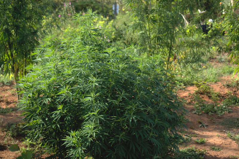 mattia giorgi piantagione canapa piombino_17