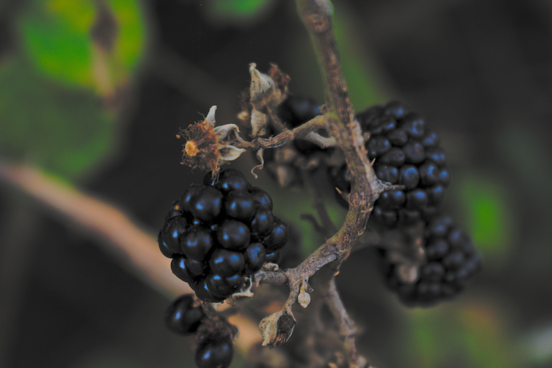 mattia giorgi piantagione canapa piombino_18