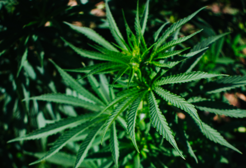 mattia giorgi piantagione canapa piombino_2