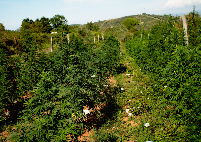 mattia giorgi piantagione canapa piombino_5