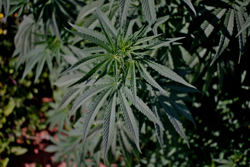 mattia giorgi piantagione canapa piombino_6