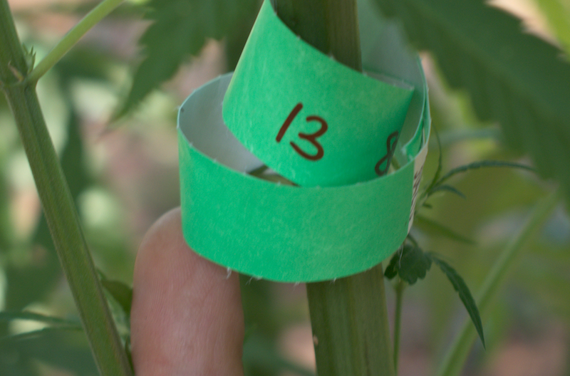 mattia giorgi piantagione canapa piombino_7