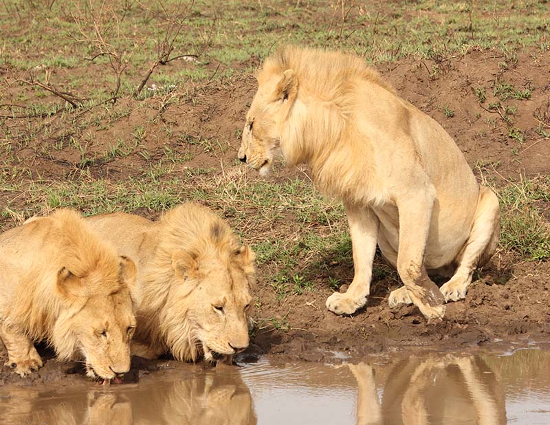 paesano_safari_tanzania_ (3)