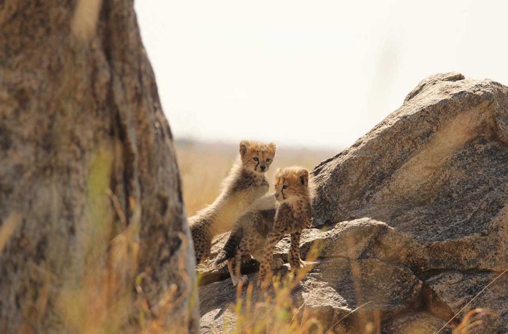 paesano_safari_tanzania_ (4)
