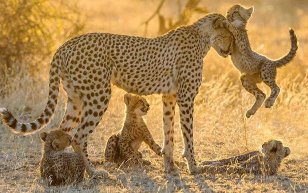 paesano_safari_tanzania_ (6)
