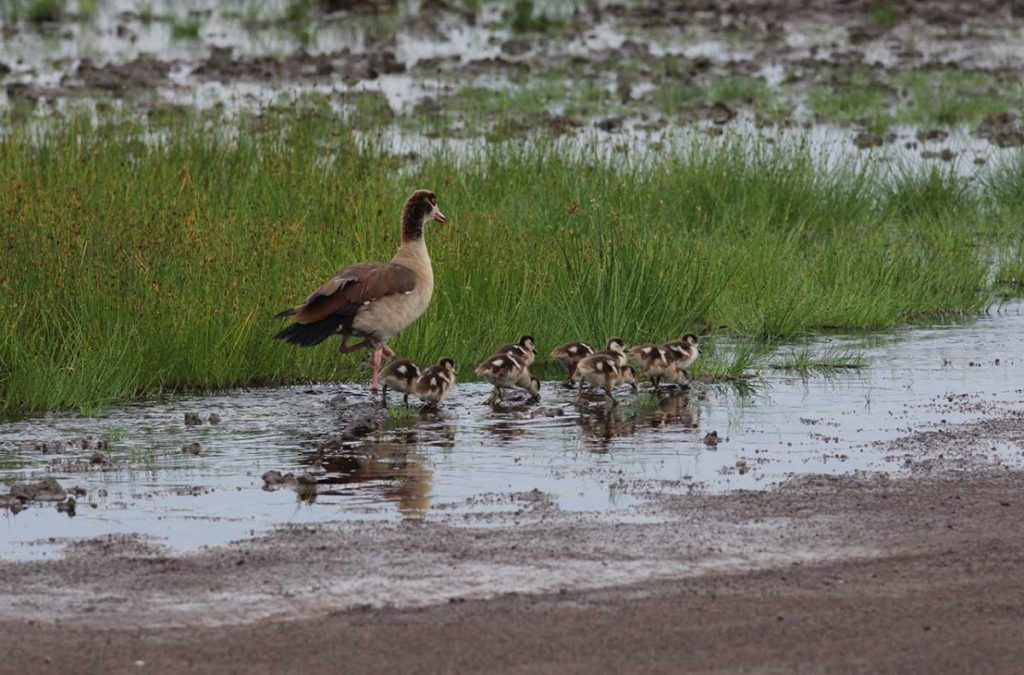 paesano_safari_tanzania_ (7)