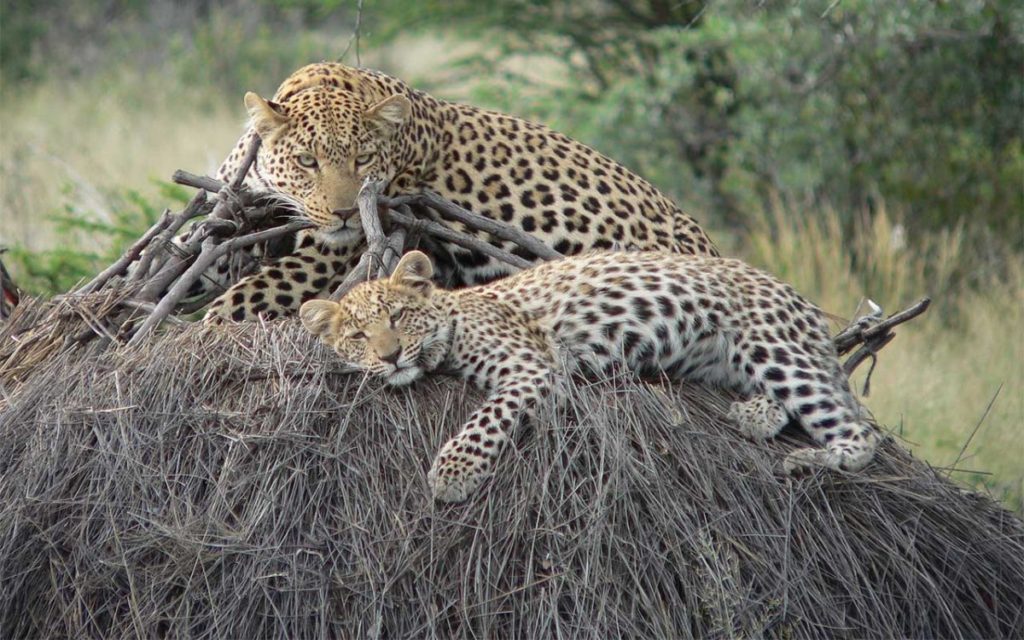 paesano_safari_tanzania_ (8)