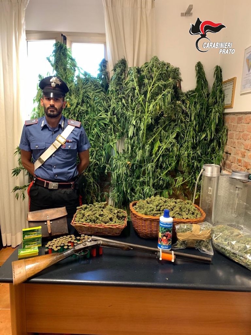 marijuana_piantagione_carabinieri_prato_sequestro_2019_09_04_2