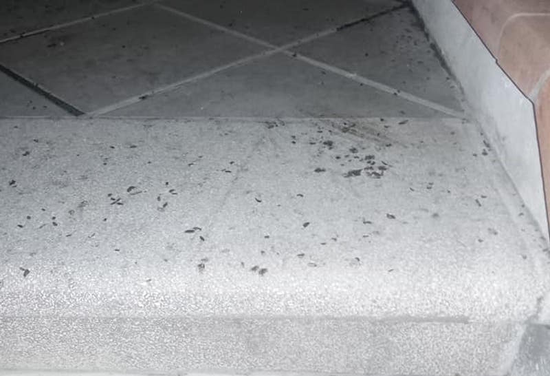 porcellini_terra_ontraino_segnalazione_2019_09_26_